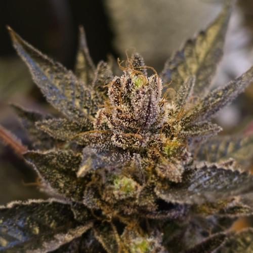 1st Test Run SSSC x Dutch P. Week 35 - Wow 