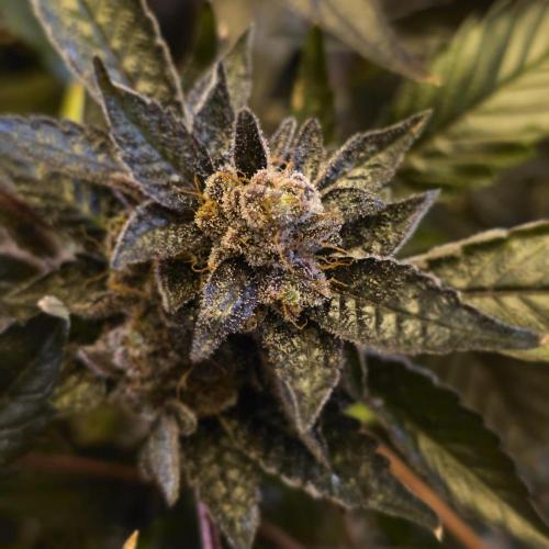 1st Test Run SSSC x Dutch P. Week 35