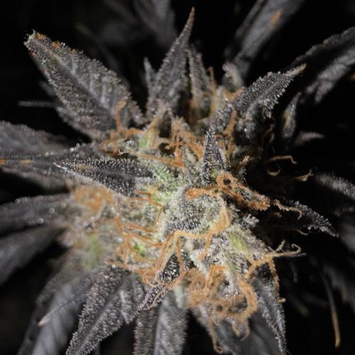 Dosi and lemons SuperVeg. Week 35