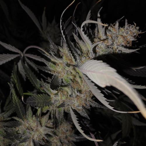 Dosi and lemons SuperVeg. Week 35