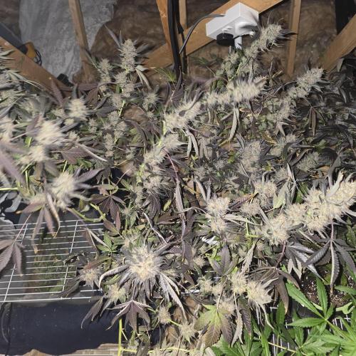 Dosi and lemons SuperVeg. Week 35