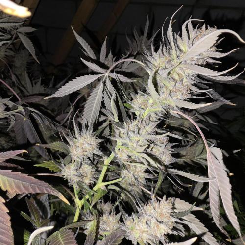 Dosi and lemons SuperVeg. Week 35