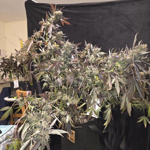 Dosi and lemons SuperVeg. Week 36 - This is a double sheet behind this beast 