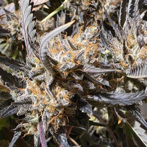 Dosi and lemons SuperVeg. Week 36 - Firee