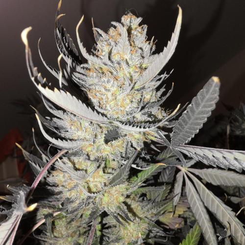 Dosi and lemons SuperVeg. Week 36