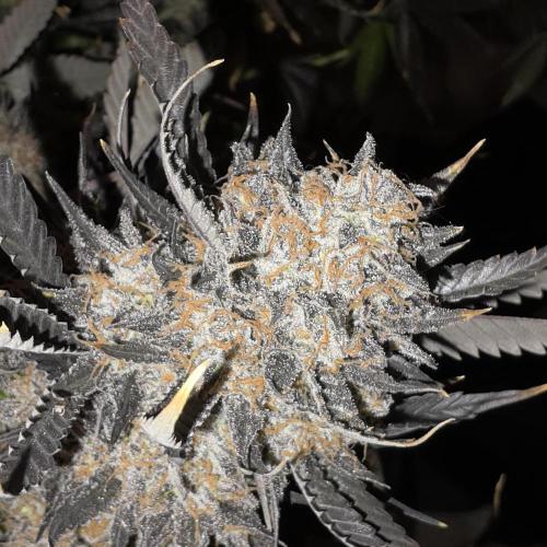 Dosi and lemons SuperVeg. Week 36