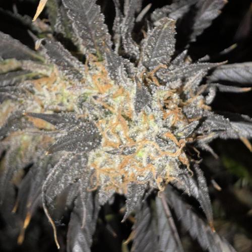 Dosi and lemons SuperVeg. Week 36