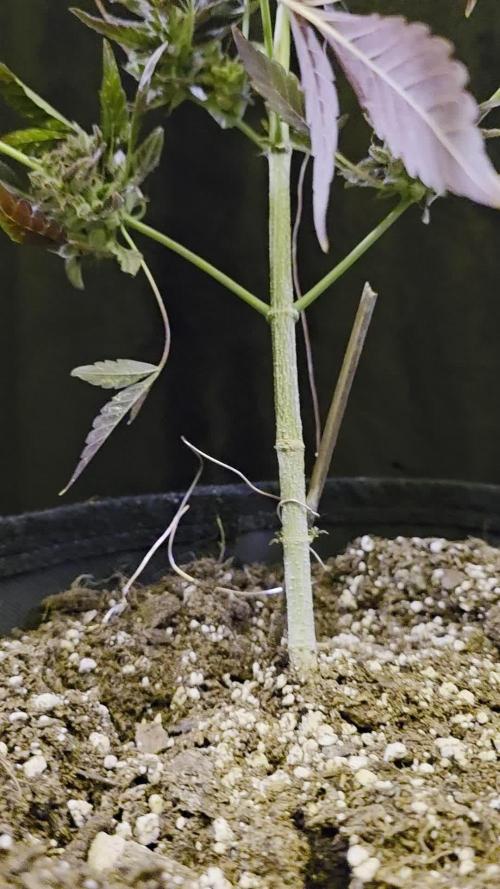 Super BOOF x 42FB Collab