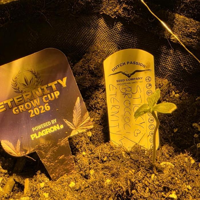 Eternity Cup "26. Week 1