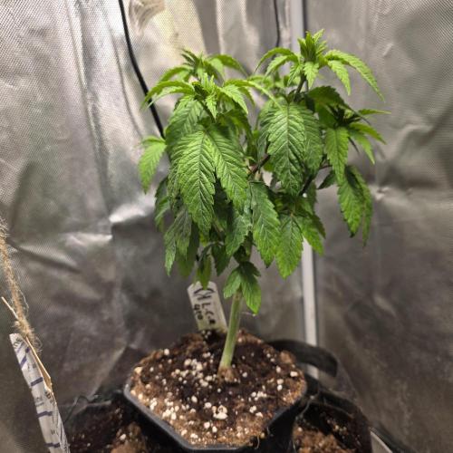 LCR 420 1st run. Week 9