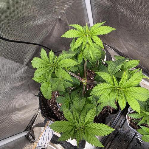 LCR 420 1st run. Week 9