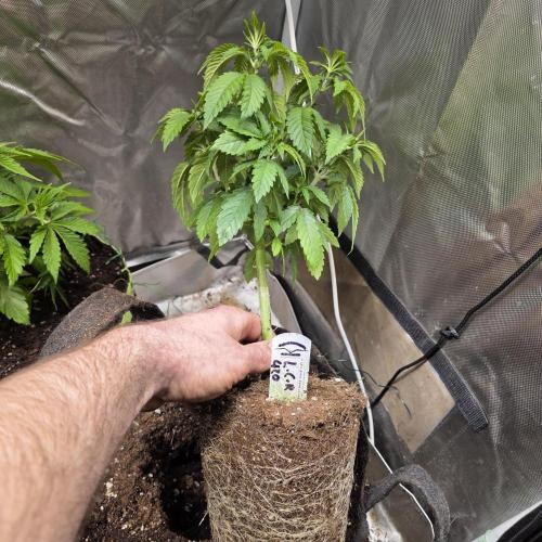 LCR 420 1st run. Week 10