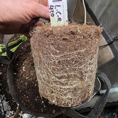 LCR 420 1st run. Week 10