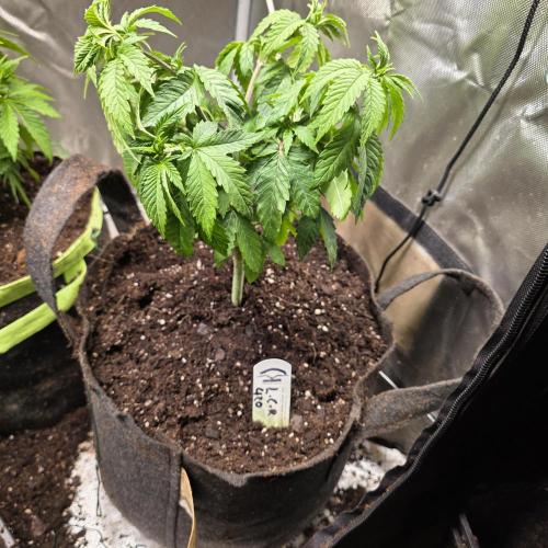 LCR 420 1st run. Week 10