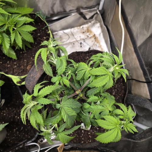 LCR 420 1st run. Week 10