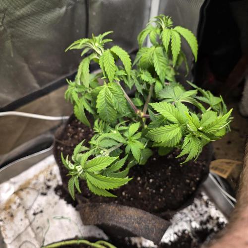 LCR 420 1st run. Week 10