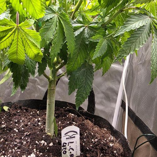 LCR 420 1st run. Week 11