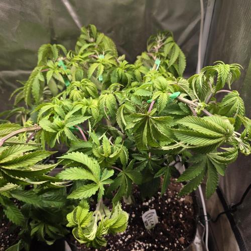 LCR 420 1st run. Week 11