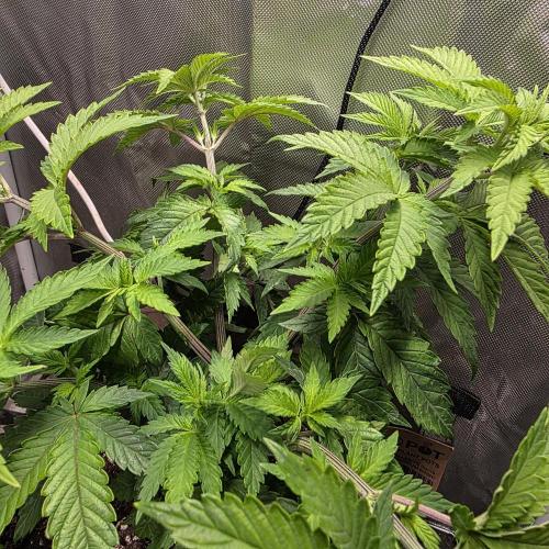 LCR 420 1st run. Week 11