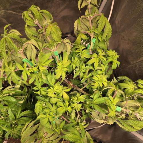 LCR 420 1st run. Week 12