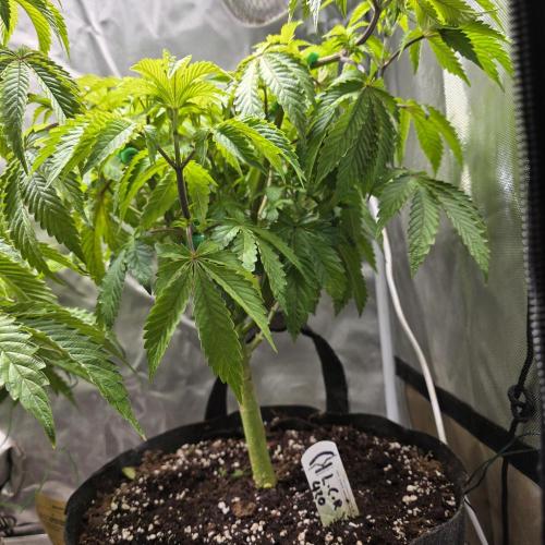 LCR 420 1st run. Week 13