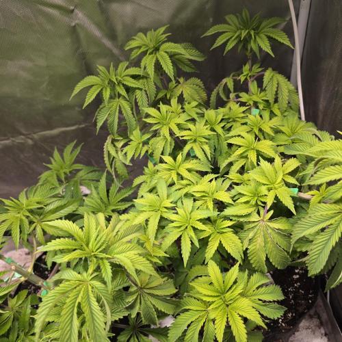 LCR 420 1st run. Week 13