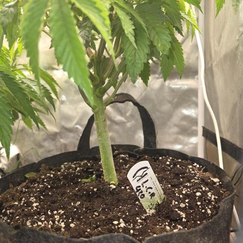 LCR 420 1st run. Week 13