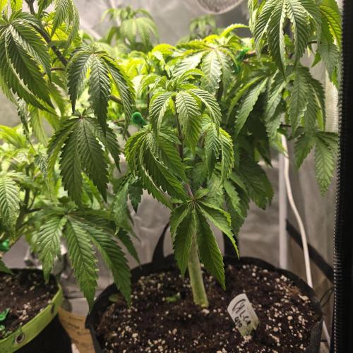 LCR 420 1st run. Week 13