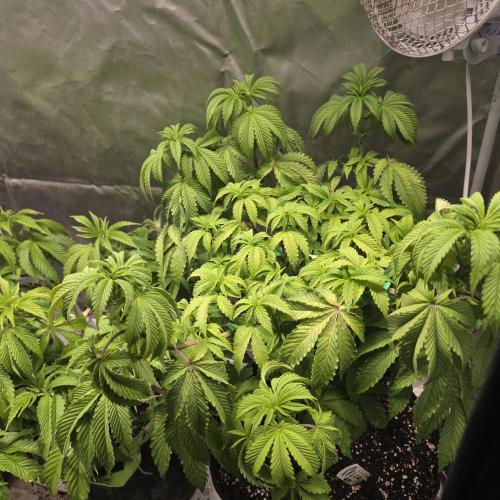 LCR 420 1st run. Week 13