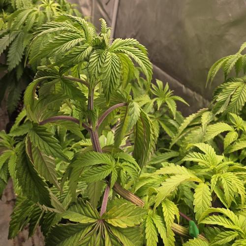 LCR 420 1st run. Week 13