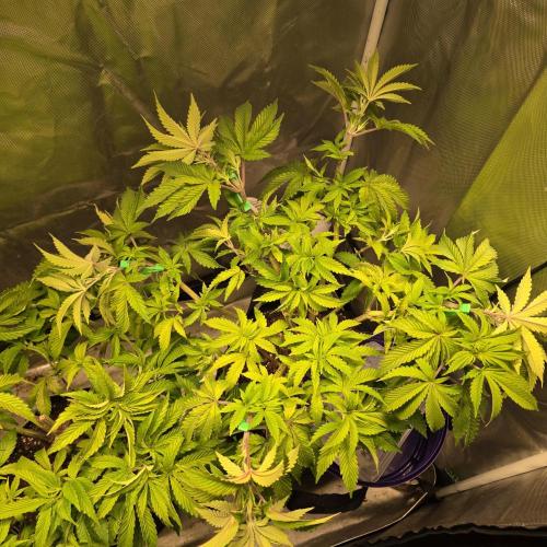 LCR 420 1st run. Week 14