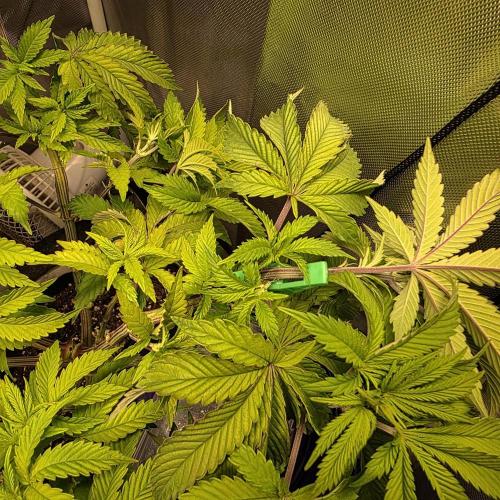 LCR 420 1st run. Week 14