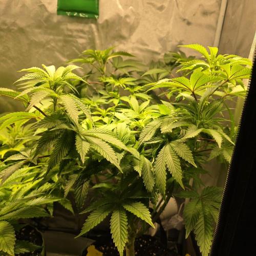 LCR 420 1st run. Week 15