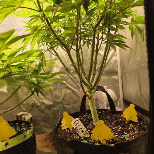 LCR 420 1st run. Week 15