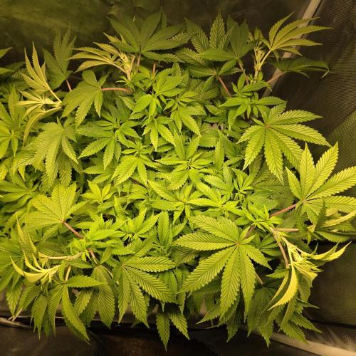 LCR 420 1st run. Week 15