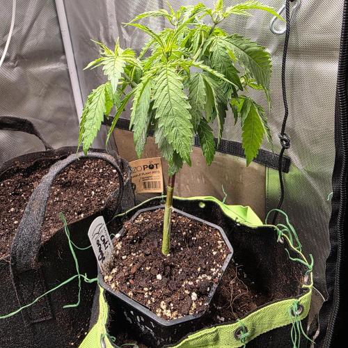 Cali Orange - DP. Week 8