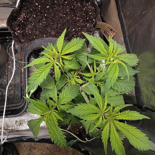 Cali Orange - DP. Week 8