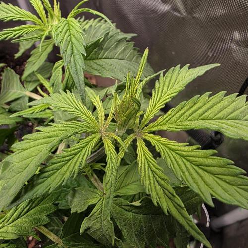 Cali Orange - DP. Week 9