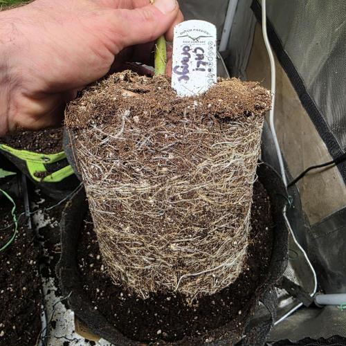 Cali Orange - DP. Week 10