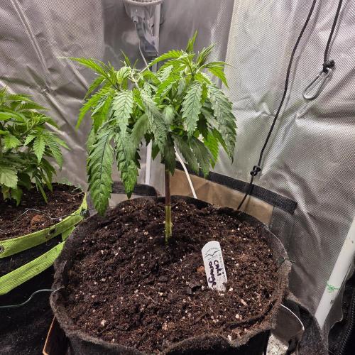 Cali Orange - DP. Week 10