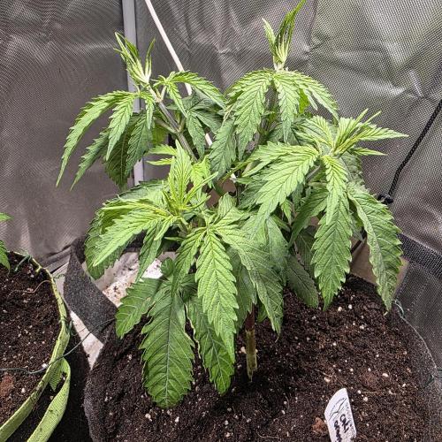 Cali Orange - DP. Week 10