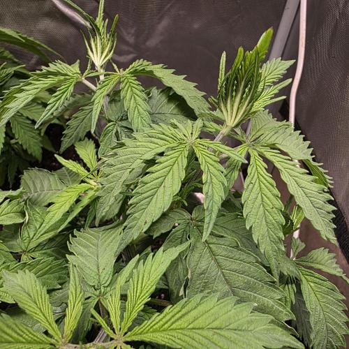 Cali Orange - DP. Week 10