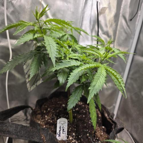 Cali Orange - DP. Week 11