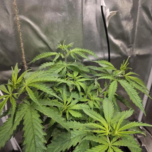 Cali Orange - DP. Week 11