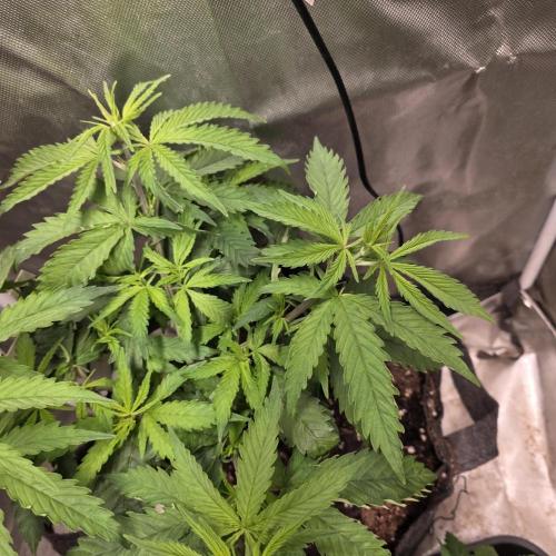 Cali Orange - DP. Week 11