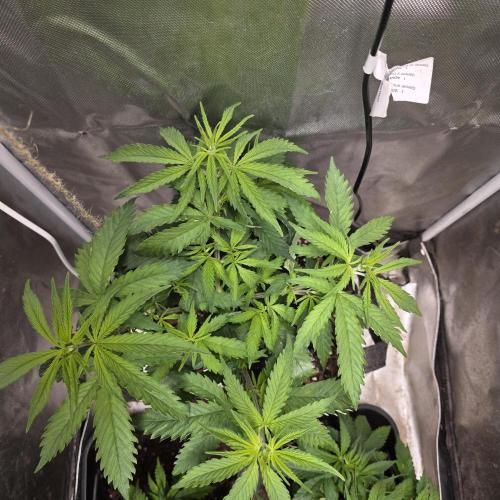 Cali Orange - DP. Week 11