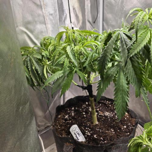 Cali Orange - DP. Week 12