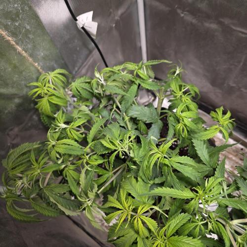 Cali Orange - DP. Week 12