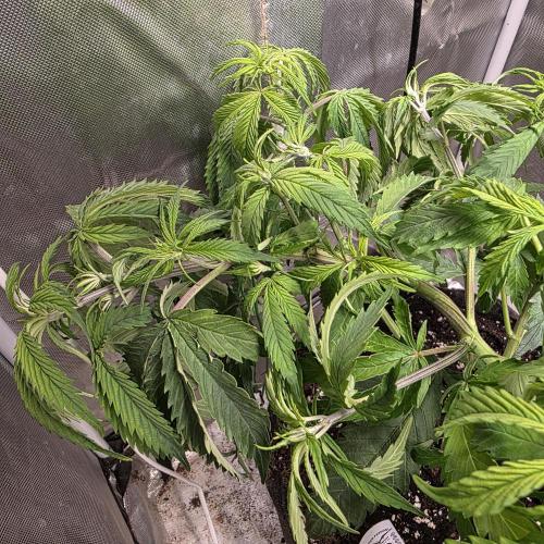 Cali Orange - DP. Week 12