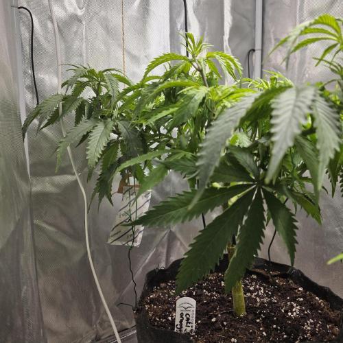 Cali Orange - DP. Week 13